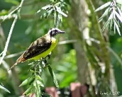 Myiozetetes similis