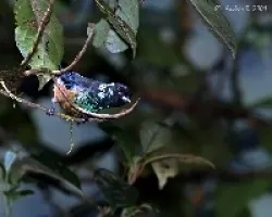 Tangara dowii