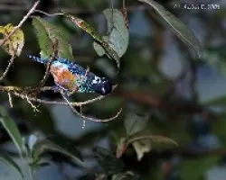 Tangara dowii