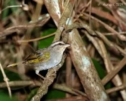 Arremonops rufivirgatus