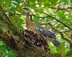 Sunbittern (Eurypyga helias)