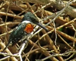 Green Kingfisher