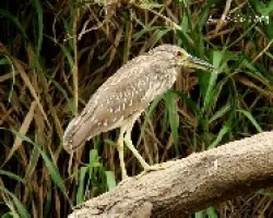 Black-crowned Night-Heron 