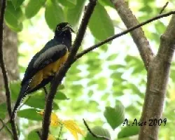 Violaceous Trogon Male (Trogon violaceus)