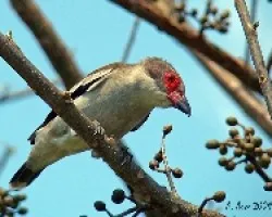 Masked Tityra (Tityra semifasciata)