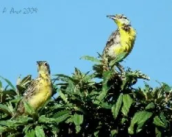 Eastern Meadowlark (Sturnella magna)