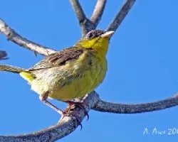 Gray-crowned Yellowthroat Juvenile (Geothlypis poliocephala)