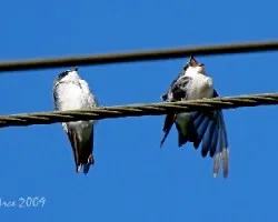 Mangrove Swallow (Tachycineta albilinea)