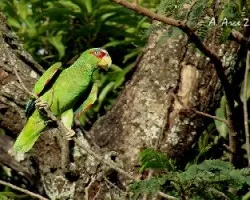 White-fronted Parrot (Amazona albifrons)