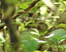 Thryothorus pleurostictus