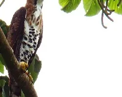 Spizaetus ornatus
