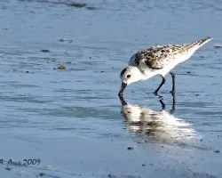 Sanderling (Calidis alba)