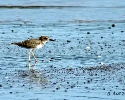 Wilson's Plover (Charadrius wilsonia)
