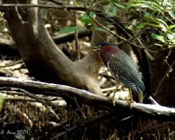 Green Heron (Butorides virescens)