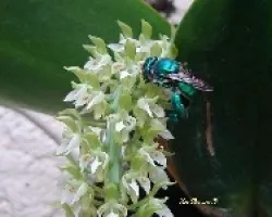 Euglosa y Notylia