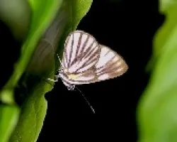 Setabis gelasine