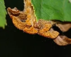 Oruga