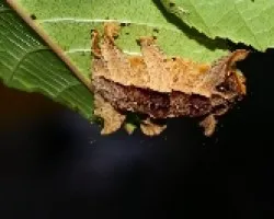 Oruga1