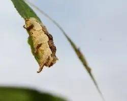 Oruga2