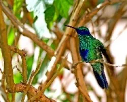 Colibri coruscans
