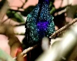 Colibri coruscans 1