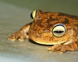 Rana
