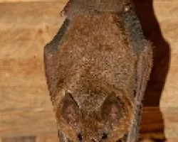 Quiroptero