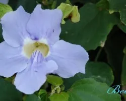 Flor del Barranco de La Ballena