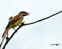 Myiodynastes luteiventris