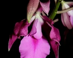 Cattleya skinneri X Encyclia cordigera