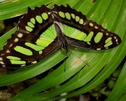 Siproeta stelenes