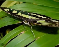 Siproeta stelenes