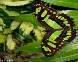 Siproeta stelenes