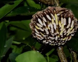 Apoica pallens