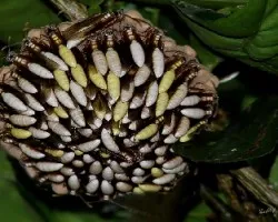 Apoica pallens