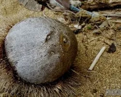 Cocos nucifera - semilla