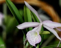 Brassavola X Cattleya