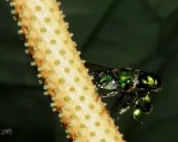 Euglossa viridissima