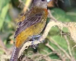 Ramphocelus costaricensis (Hembra)