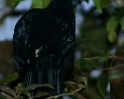 Chamaepetes unicolor