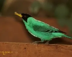 Green Honeycreeper