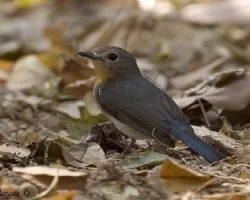 Tickells Blue Flycatcher - hembra