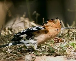 Eurasian Hoopoe en display
