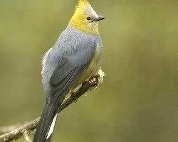Long-tailed Silky-Flycatcher - male