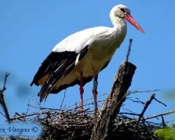 White Stork