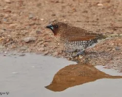 Scaly-breasted Munia