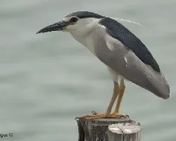 Black-crowned Night-Heron adult