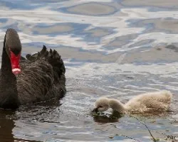 Black Swan 3