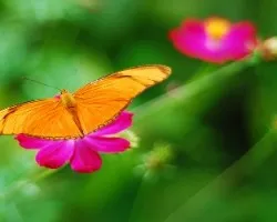 Mariposa