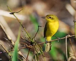 doradito olivaceo